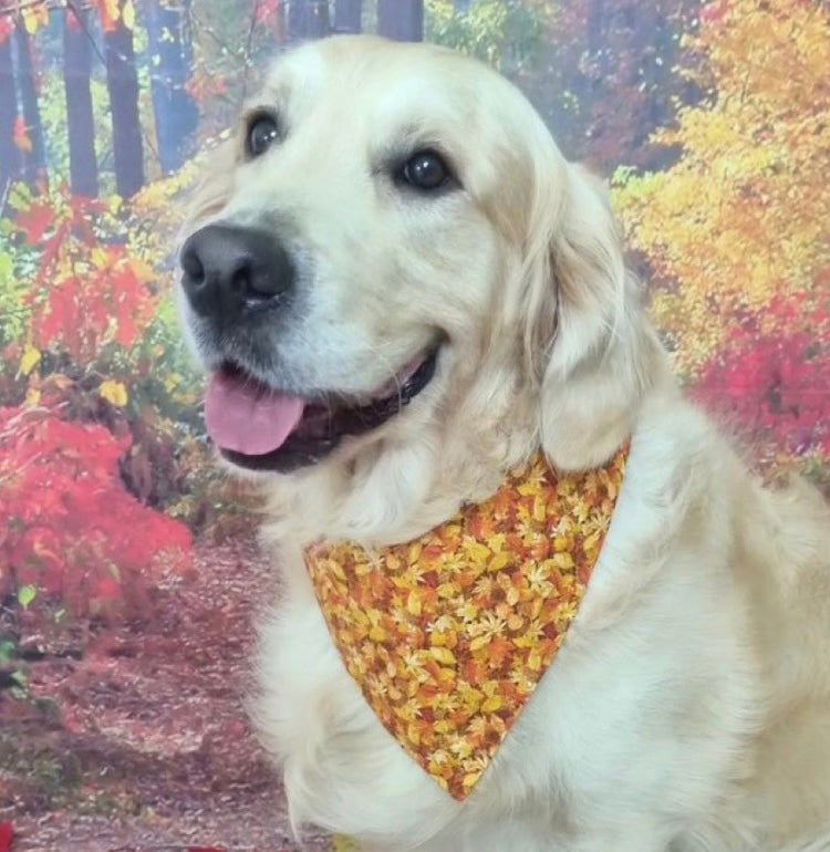 Golden Leaves & Windfall Reversible Dog Bandana