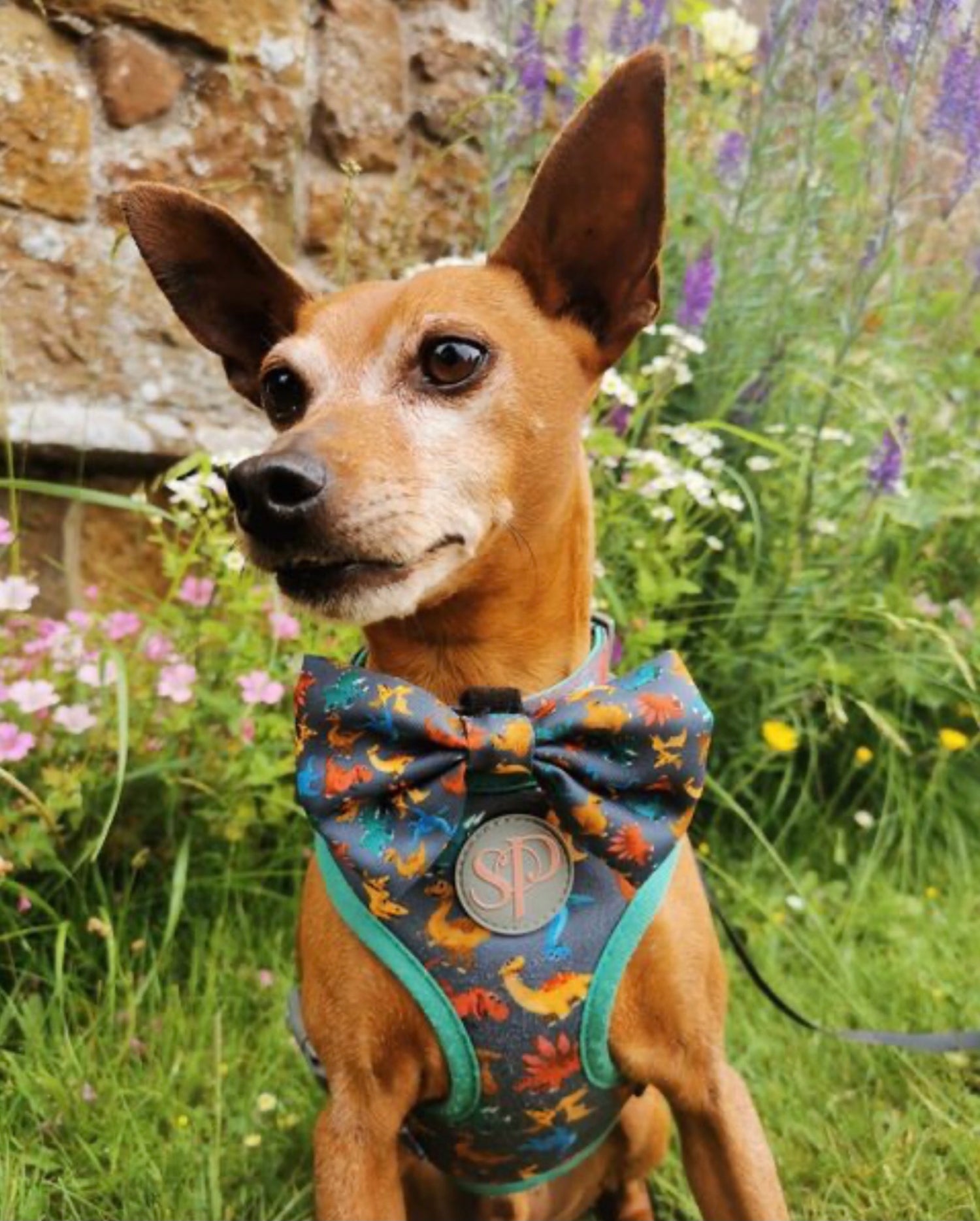Miniature Pinscher Monty in Rex dog harness and bow tie