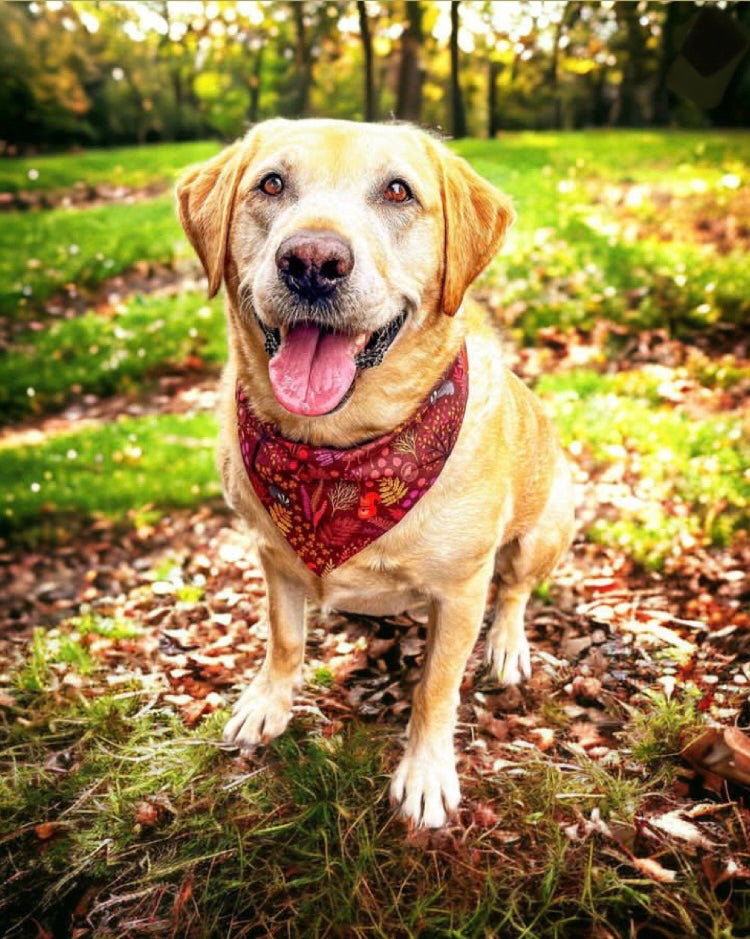 Forest Furiends & Cherry Pippin Reversible Dog Bandana