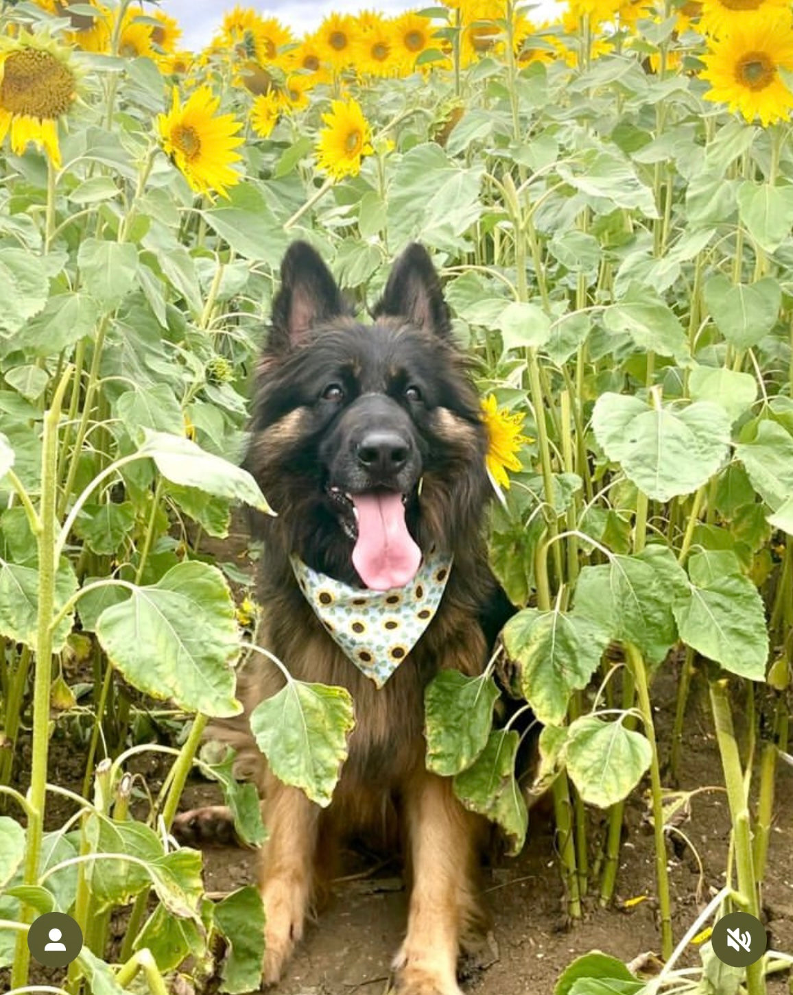 Rows & Ditsy Sunflower Reversible Dog Bandana