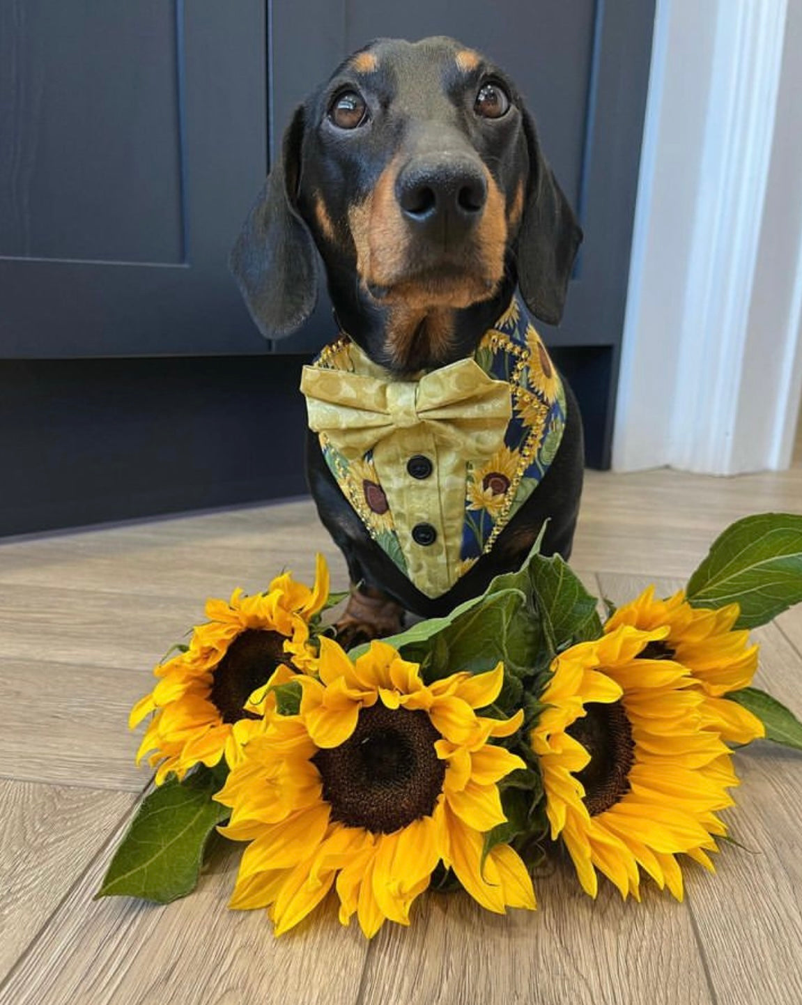 Strictly Sunflowers & Golden Doodles Tuxedo Dog Bandana
