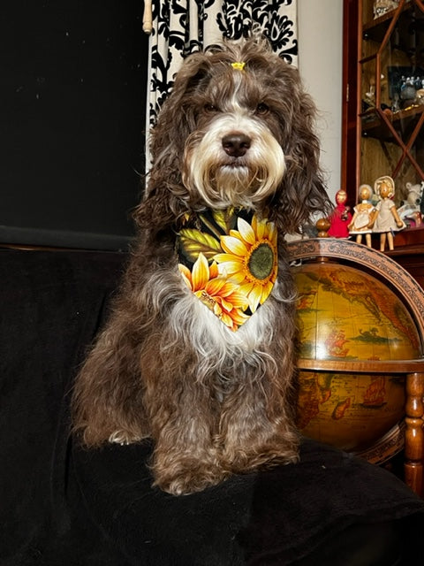 Sunflower & Windfall Reversible Dog Bandana