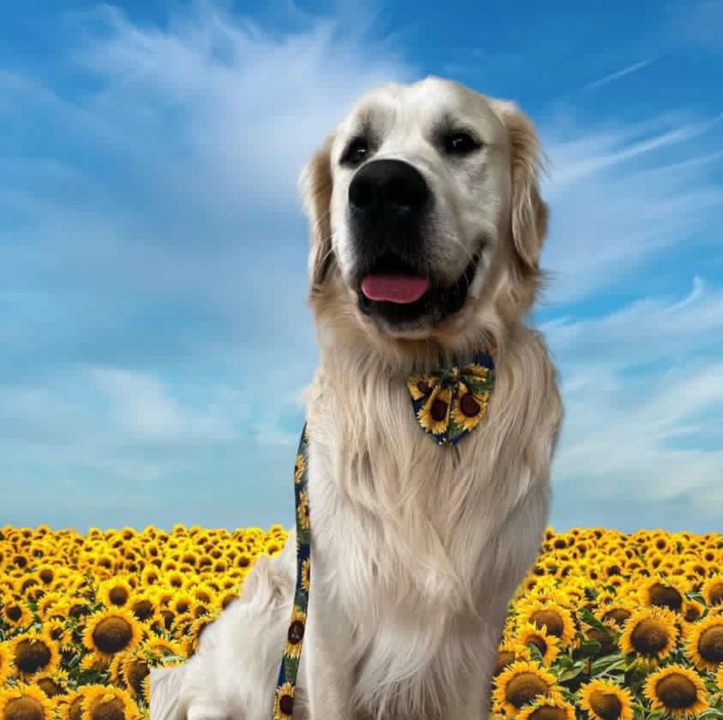 Strictly Sunflowers Dog Bow