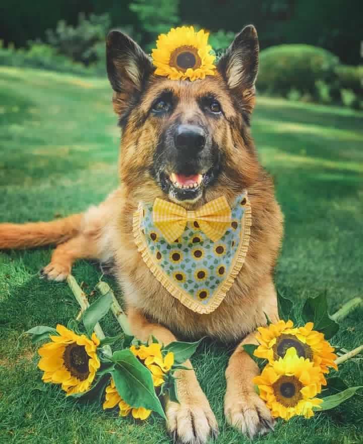 Ditsy Sunflowers & Rows Fancy Dog Bandana
