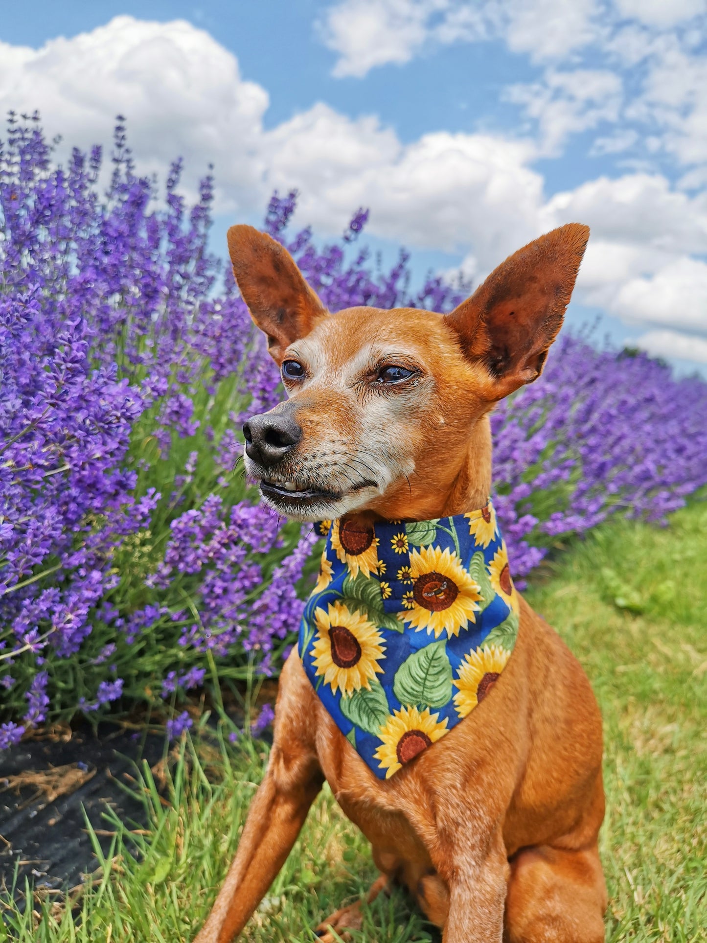 Strictly & Ditsy Sunflower Reversible Dog Bandana