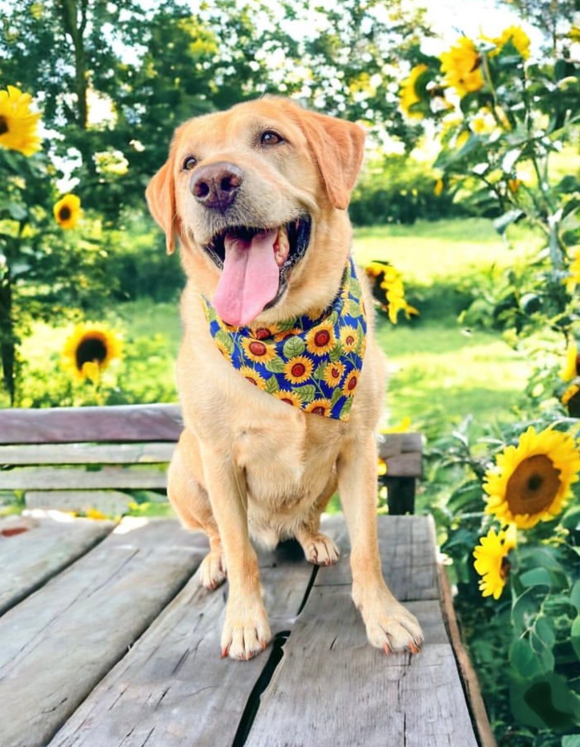 Strictly & Ditsy Sunflower Reversible Dog Bandana