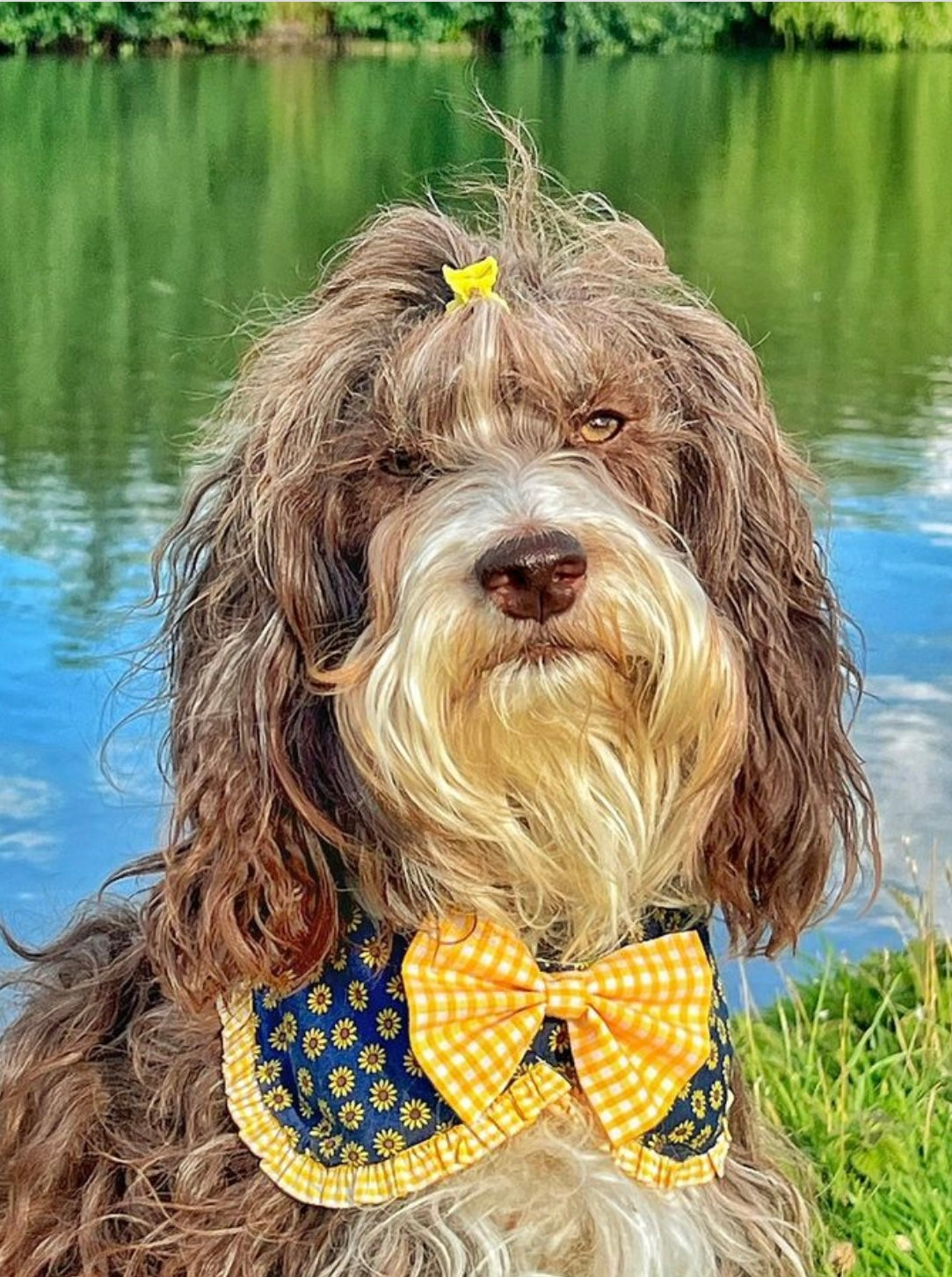 Ditsy Sunflowers & Rows Fancy Dog Collar Bandana