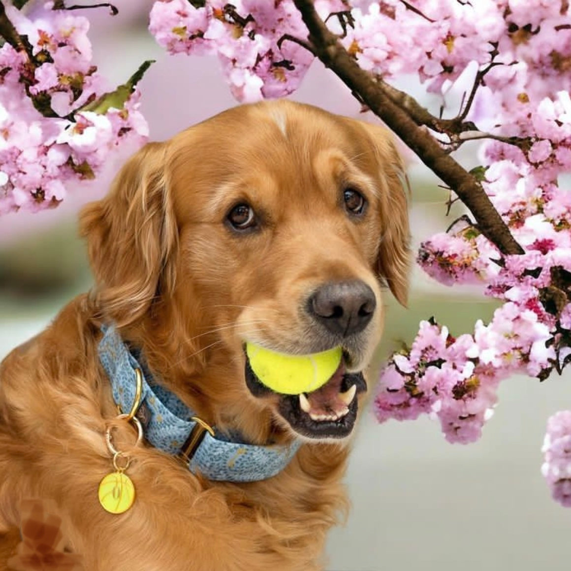 Secret Garden Golden Keys Martingale Dog Collar