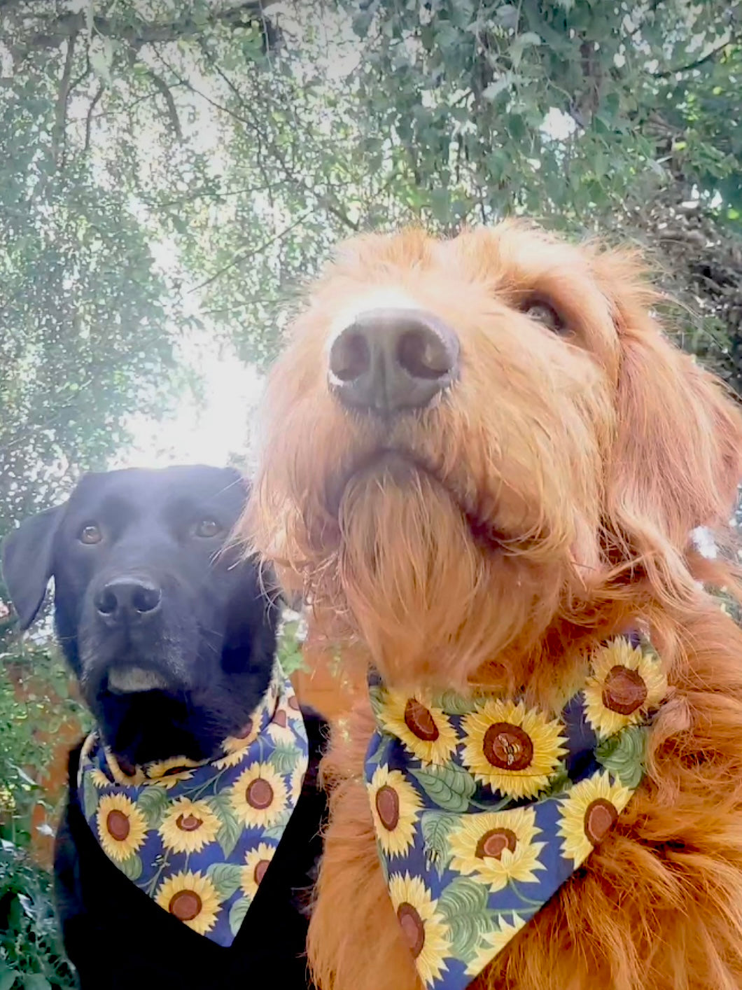 Strictly Sunflower Slide-on Dog Bandana