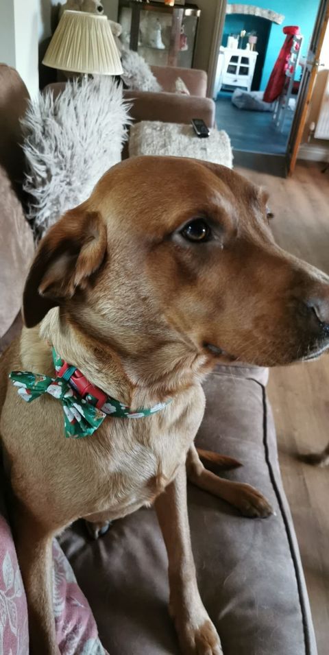 Santa & Rudolph Dog Collar