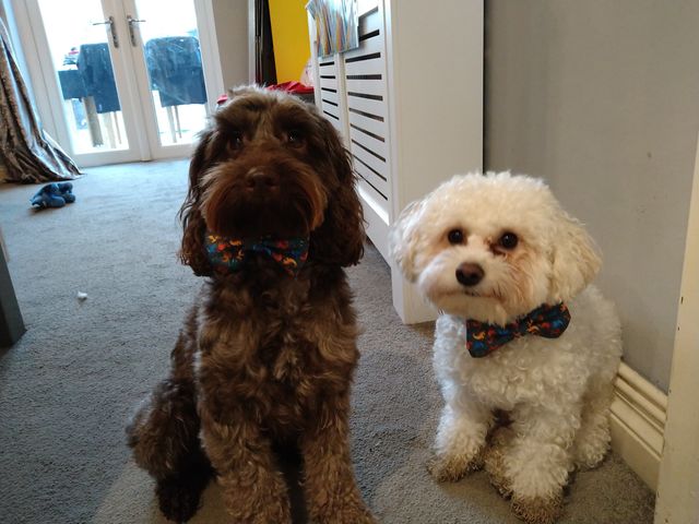 Cute brothers in their Rex dinosaur dog collars and bow ties