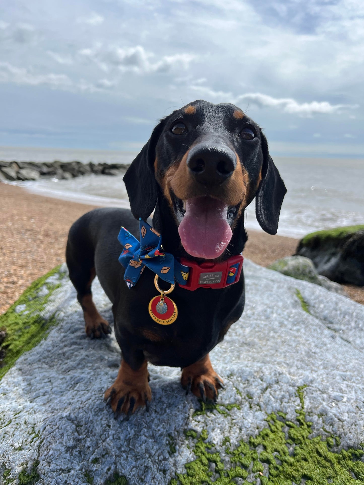 Beach Baby Dog Collar