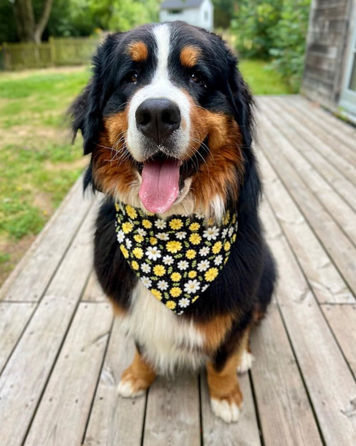 Sweet As Can Bee Plaid & Floral Reversible Dog Bandanas