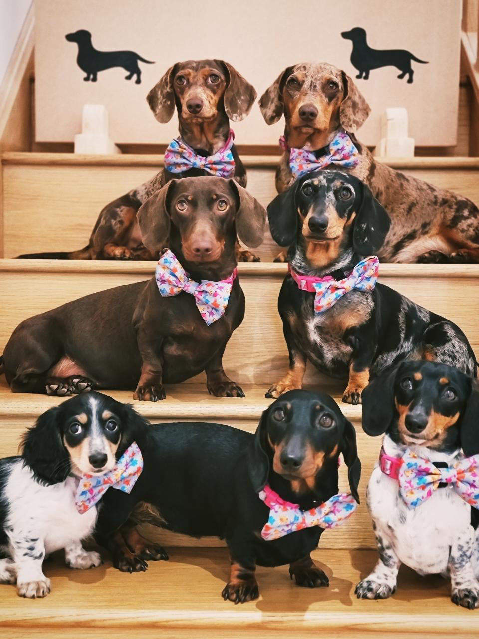 Seven Dachshunds wearing Roxi dog collar and bow