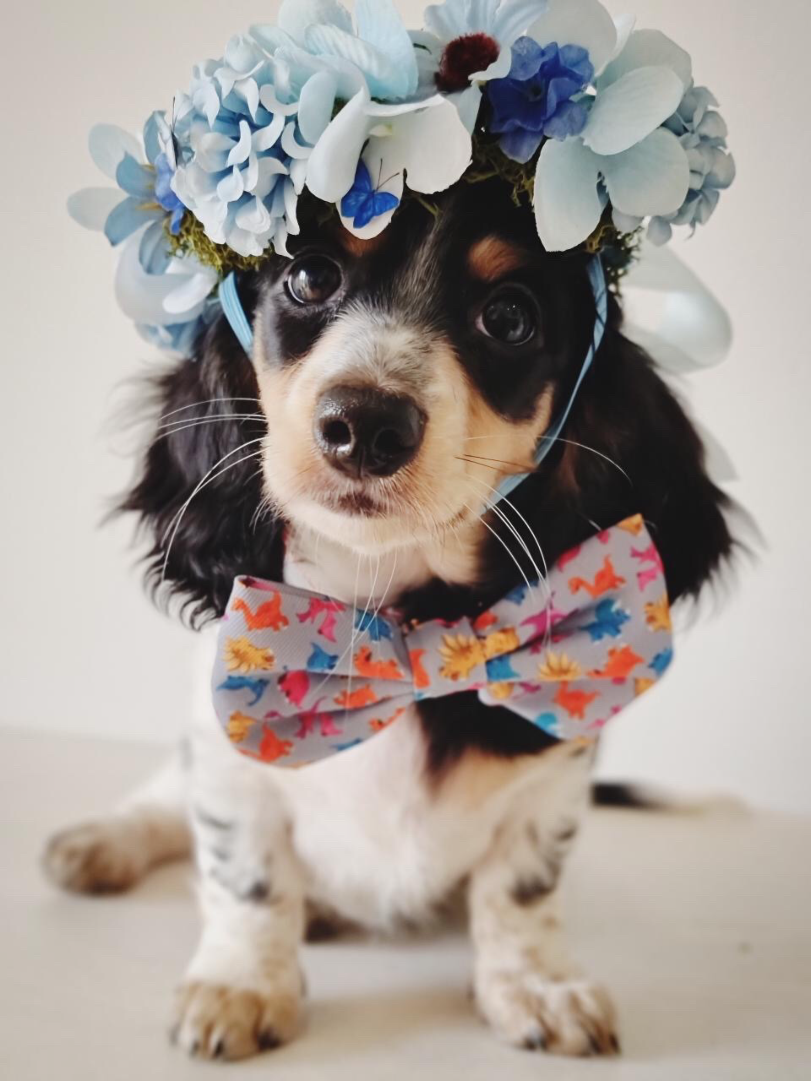 Cute Dachshund puppy wearing Roxi dog collar and bow