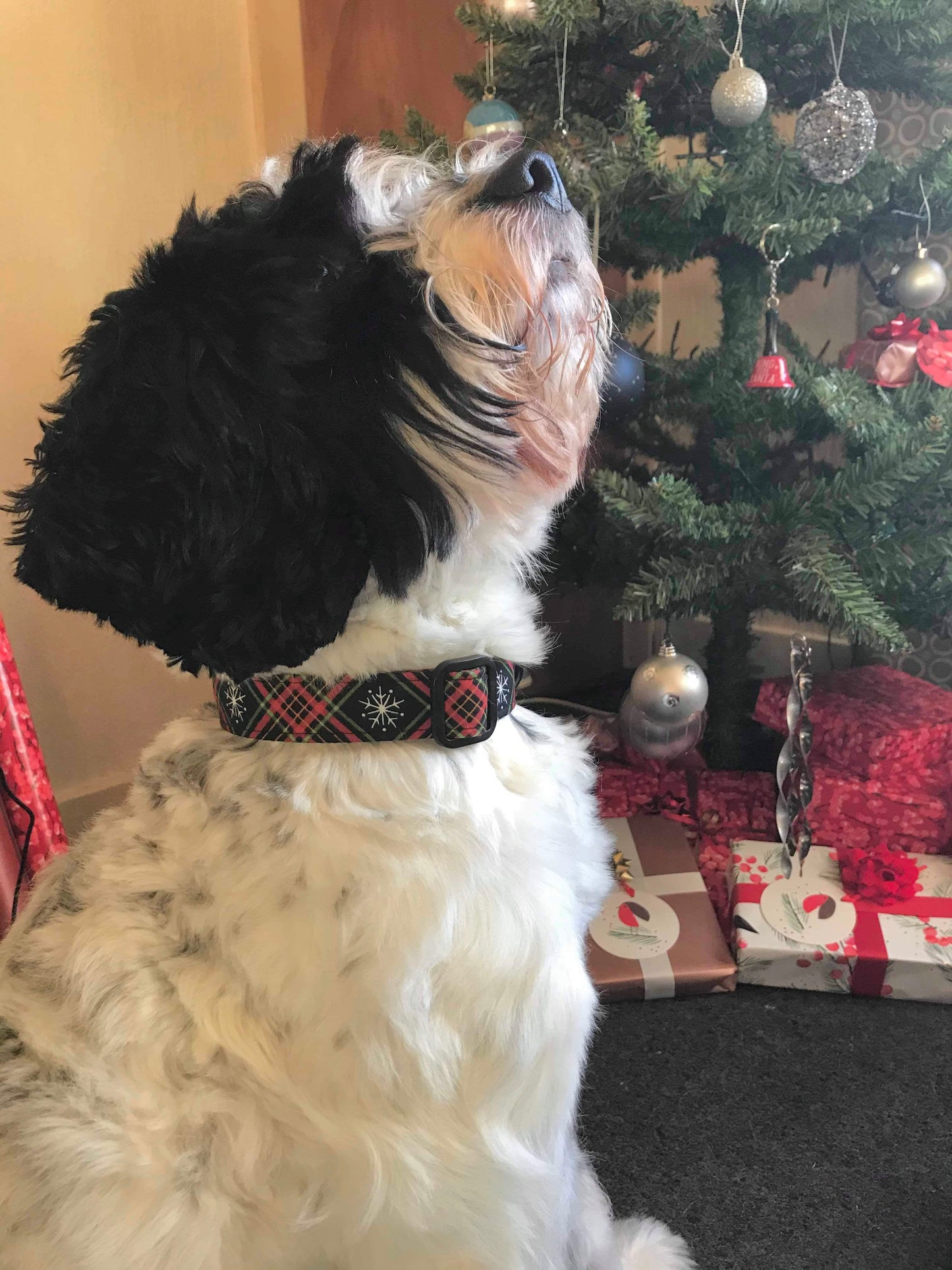 Highland Snow Dog Collar