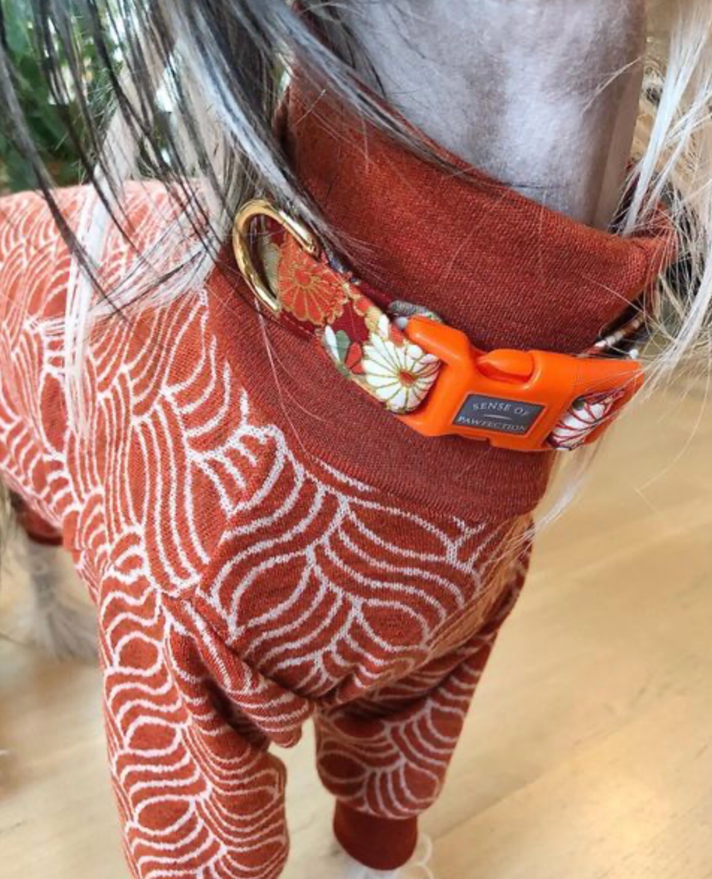 Orange Gerberas Dog Collar