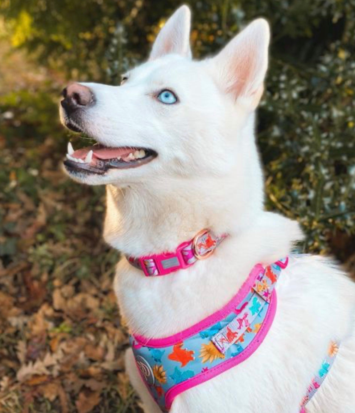 White Husky Luna wearig Roxi dog collar and harness