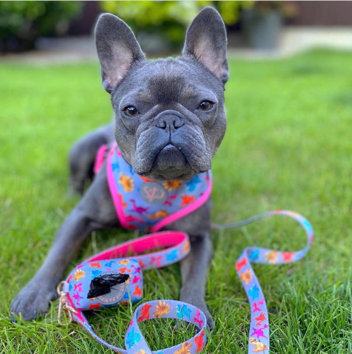 Frenchie Bella in Roxi set - Dogasaurs Collection