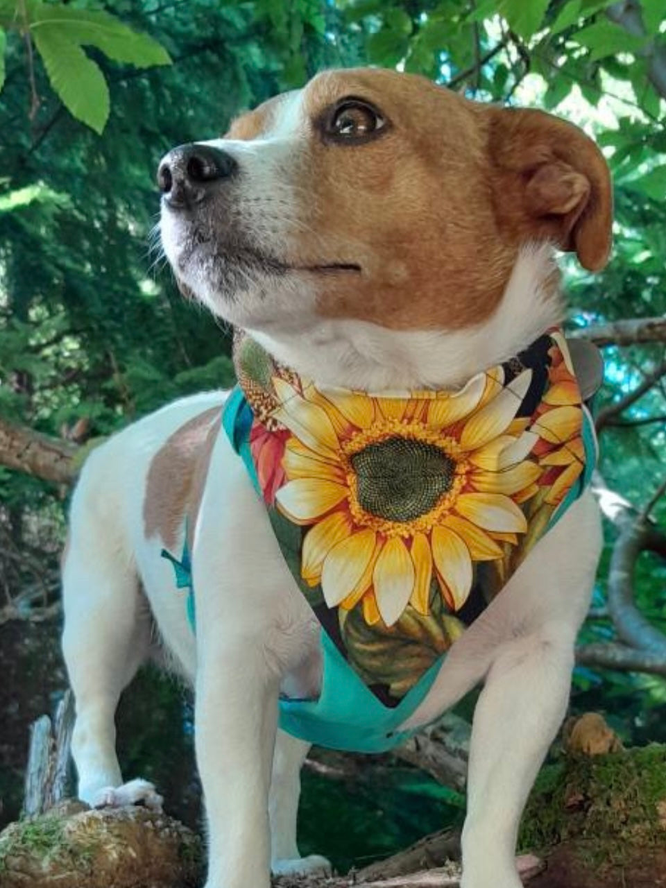 Sunflowers Slide-on Dog Bandana