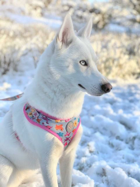 White Husky in snow wearing Roxi dog harness