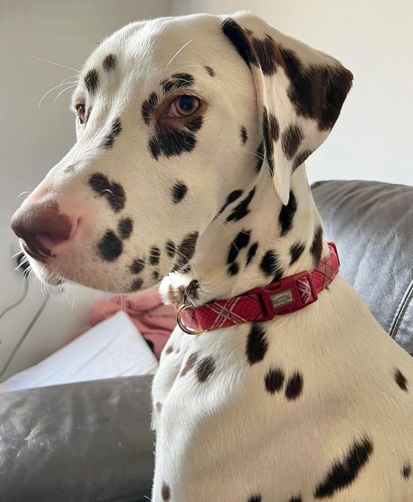 Bonnie Dog Collar