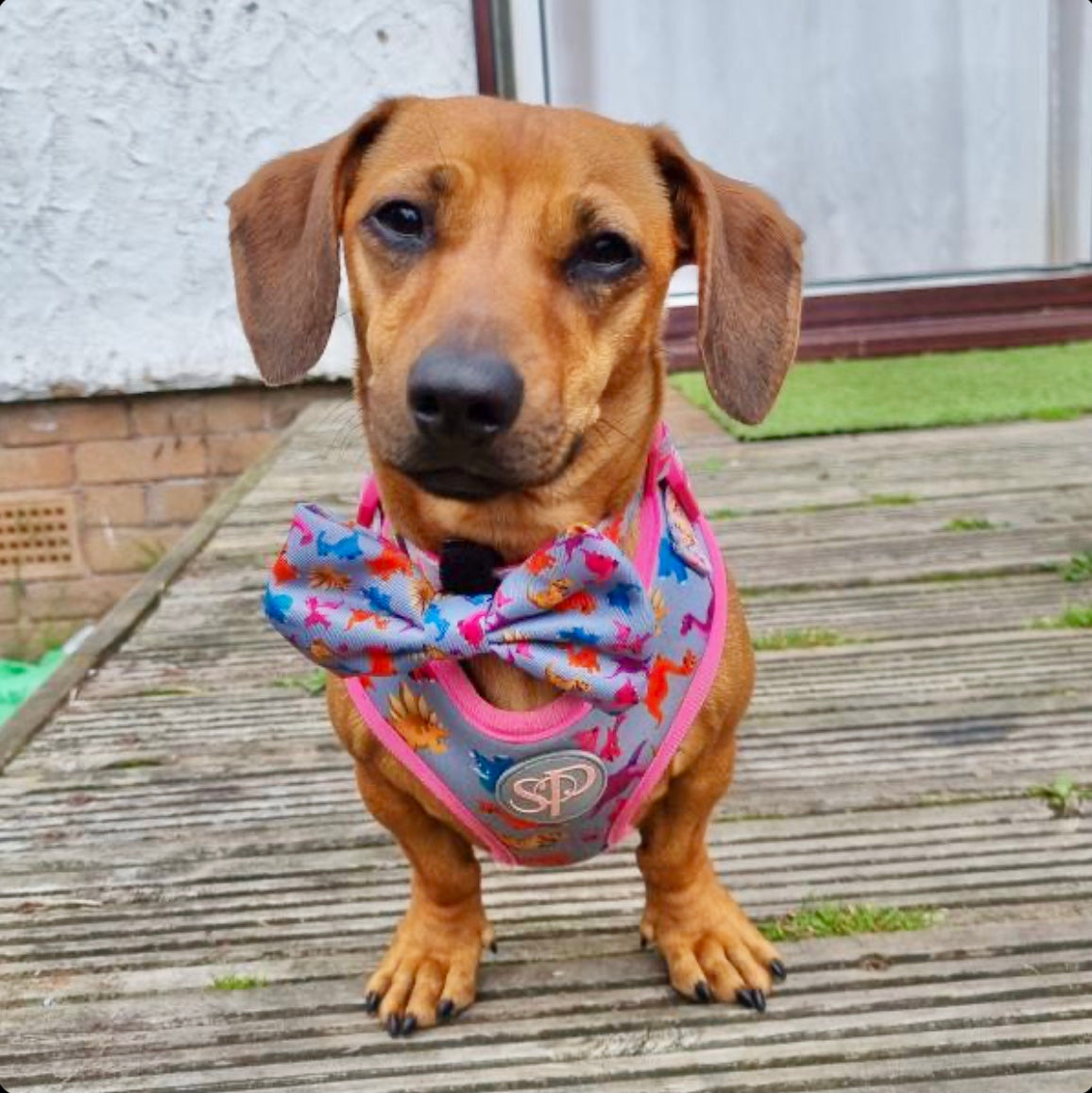 Jachshund Pippa wearing Roxi dog harness and bow