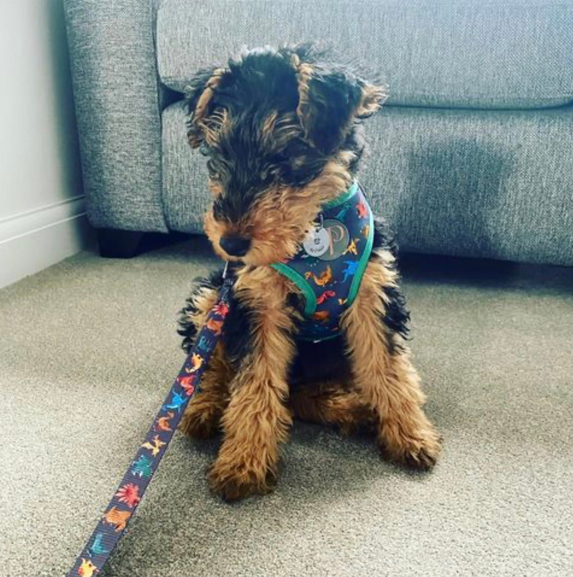 Welsh Terrier Puppy Arthur wearing Rex dinosaur dog harness and lead