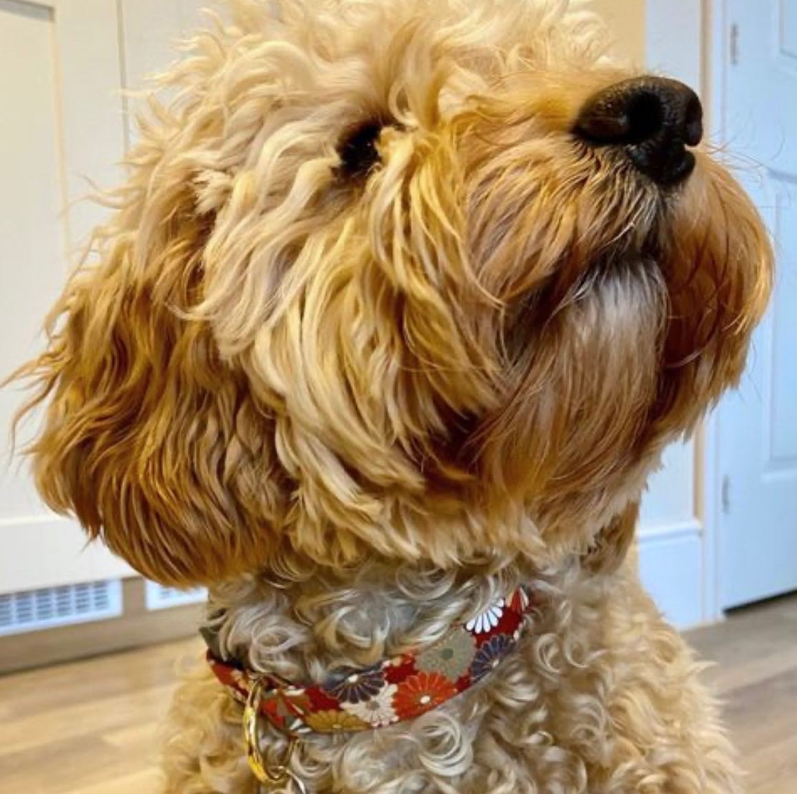 Orange Gerberas Dog Collar