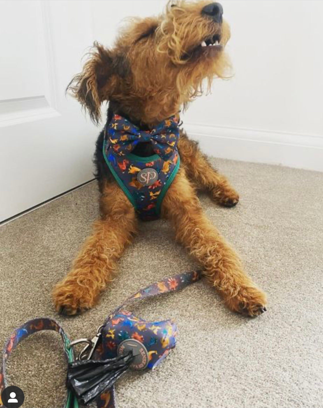 Welsh Terrier in Rex dinosaur dog harness, dog collar, bow tie, dog lead and doggy bag holder