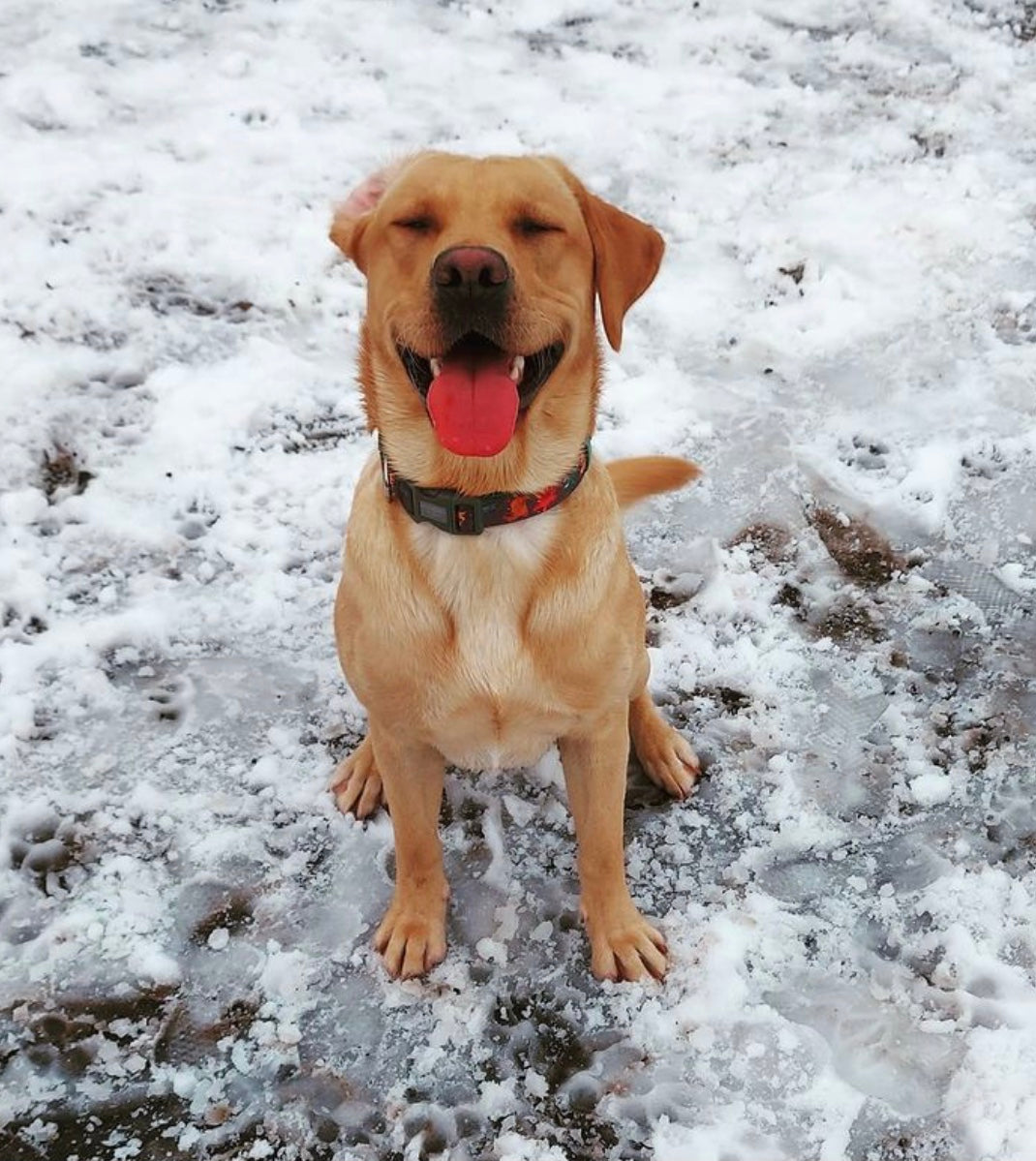 Labrador Ozzie wearing Rex dinosaur dog collar in snow
