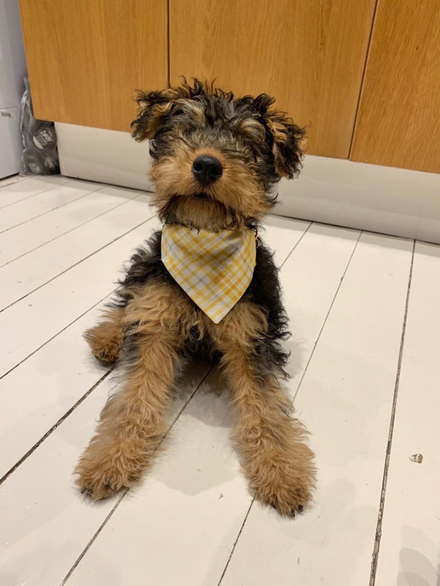 Welsh Terrier puppy wearing Yellow Plaid Dog Bandana