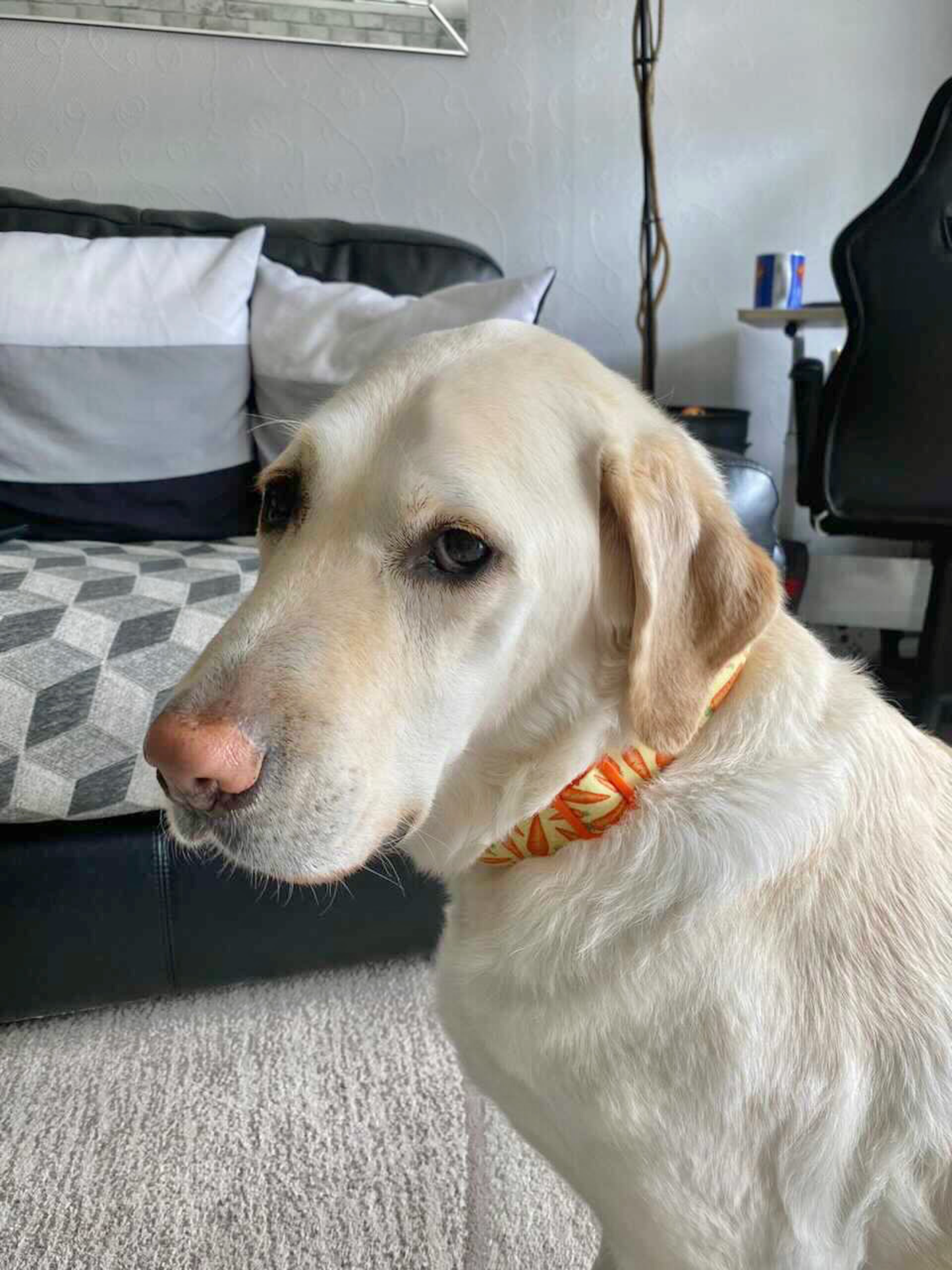 Carrots on Yellow Dog Collar