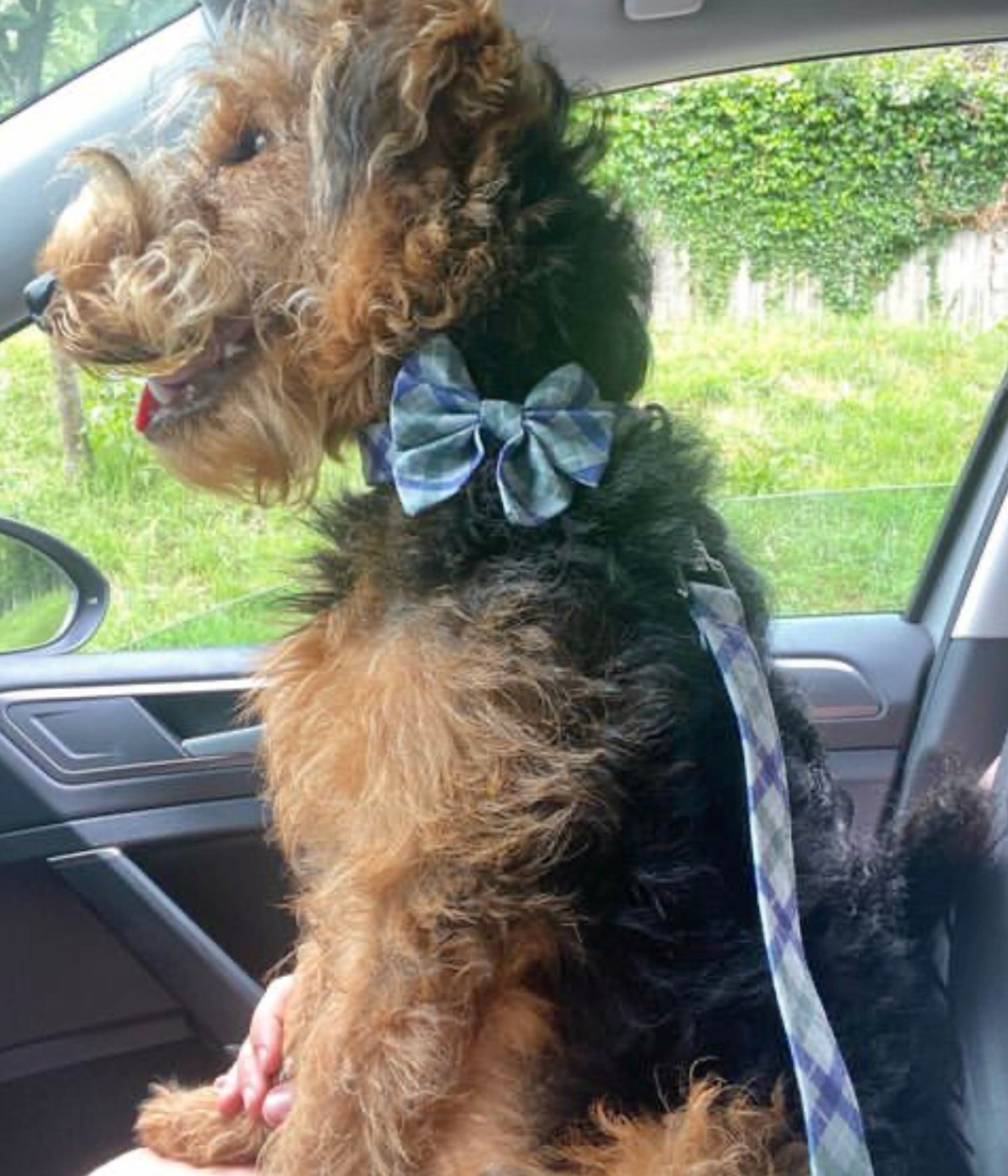 Welsh Terrier Arthur in his matching dog collar, sailor bow and Dog Lead