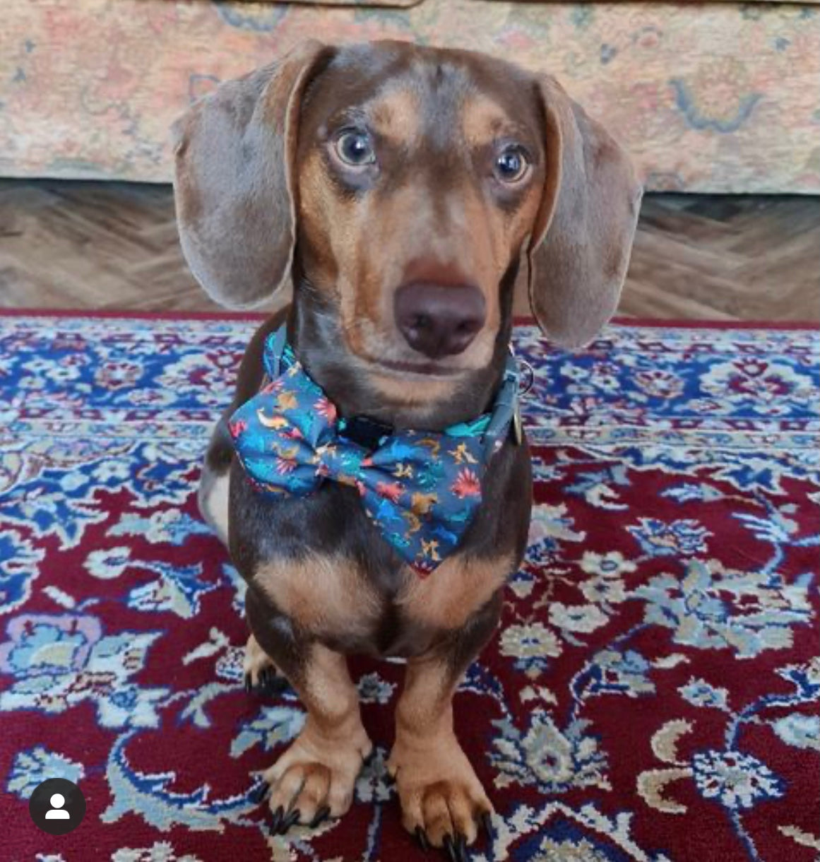 Dachshund in Rex dog collar and bow tie