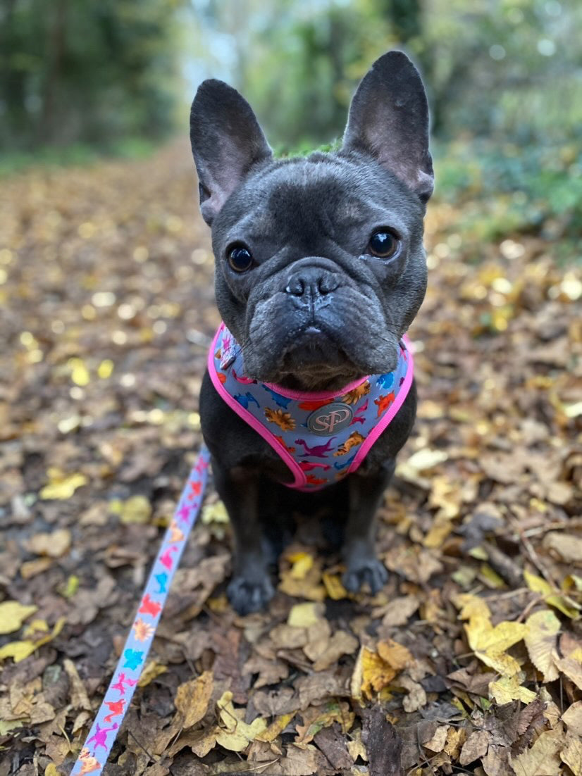 Frenchie Bella on her walkies wearing Roxi dog harness and leash