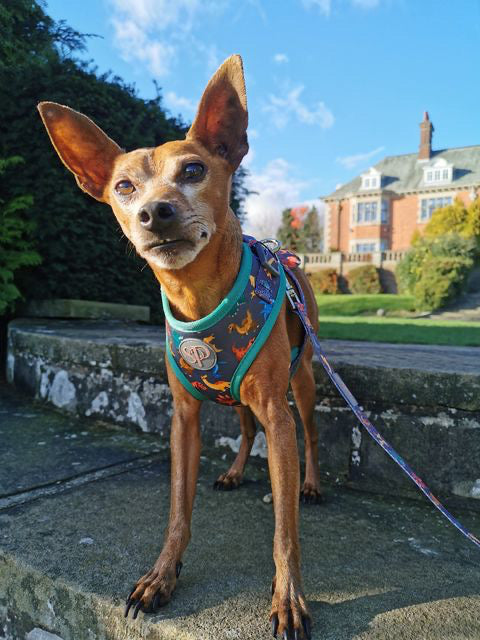 Miniature Pinscher Monty in his Rex dinosaur dog harness and lead