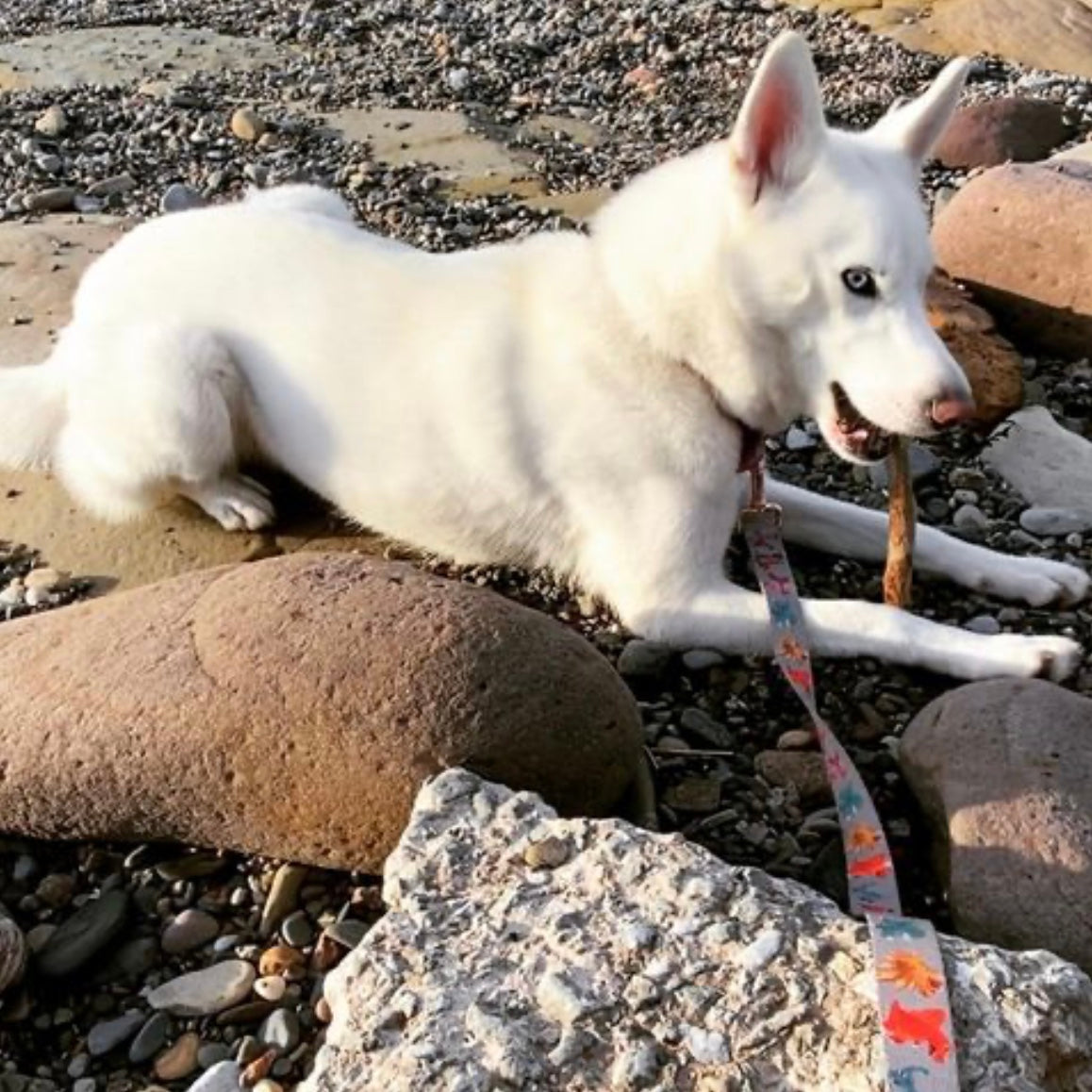 Husky Luna with her Roxi dinosaur dog lead