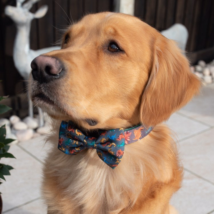 Golden Retriever Oscar wearing Rex dinosaur dog collar and bow tie
