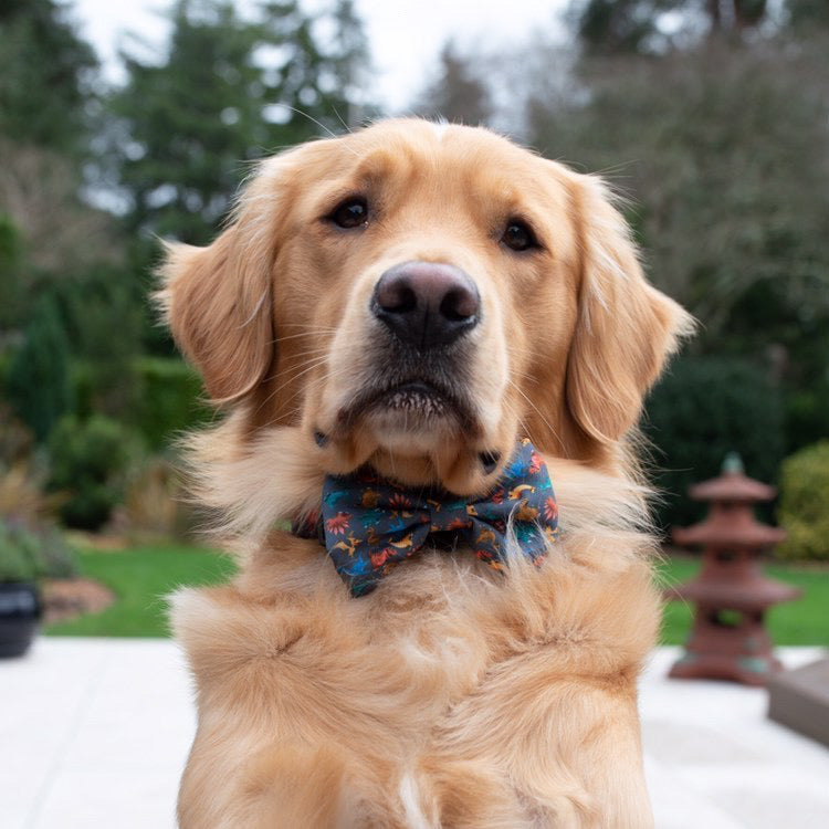 Golden Retriever Oscar wearing Rex dinosaur dog collar and bow tie