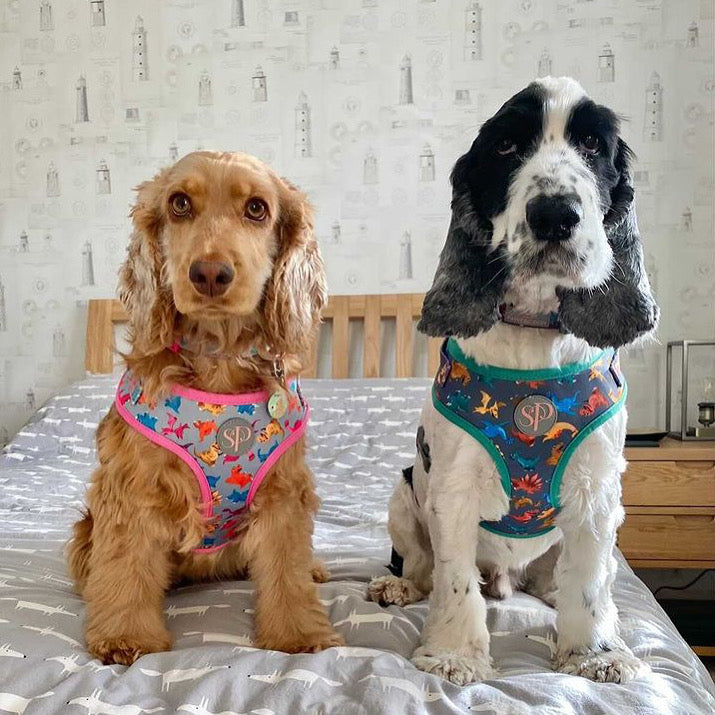 Cocker Spaniels Ben and Bramble in their Rex and Roxi dinosaur dog harnesses