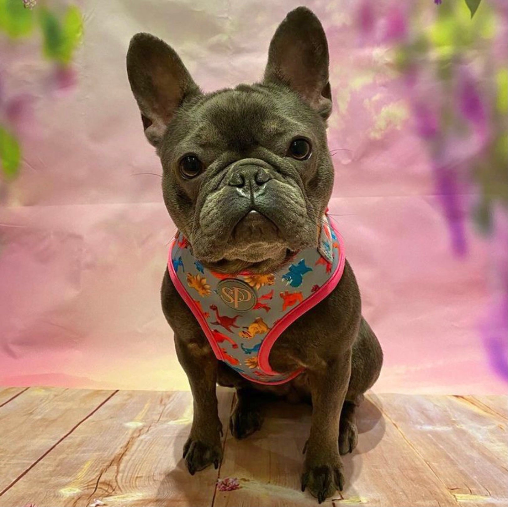 Frenchie Bella in Roxi dog harness