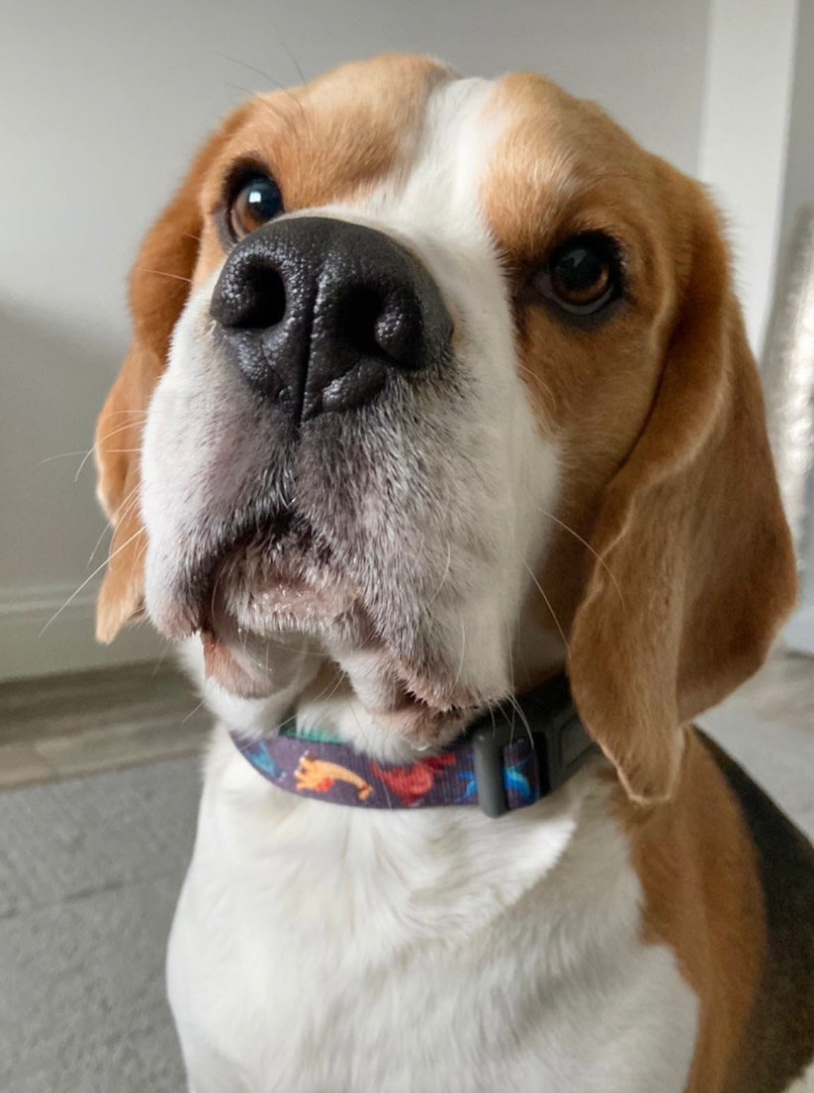 Beagle wearing Rex dinosaur dog collar