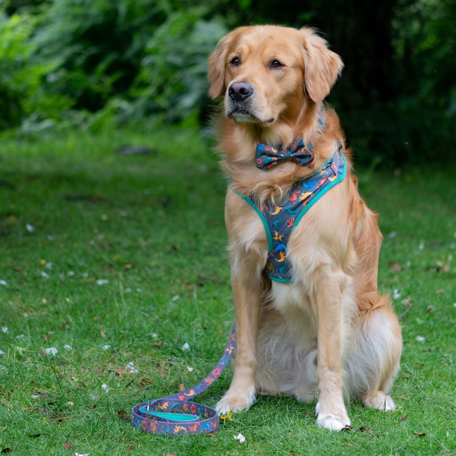 Golden Retriever Oscar in Rex dinosaur dog harness, collar, lead and bow ties