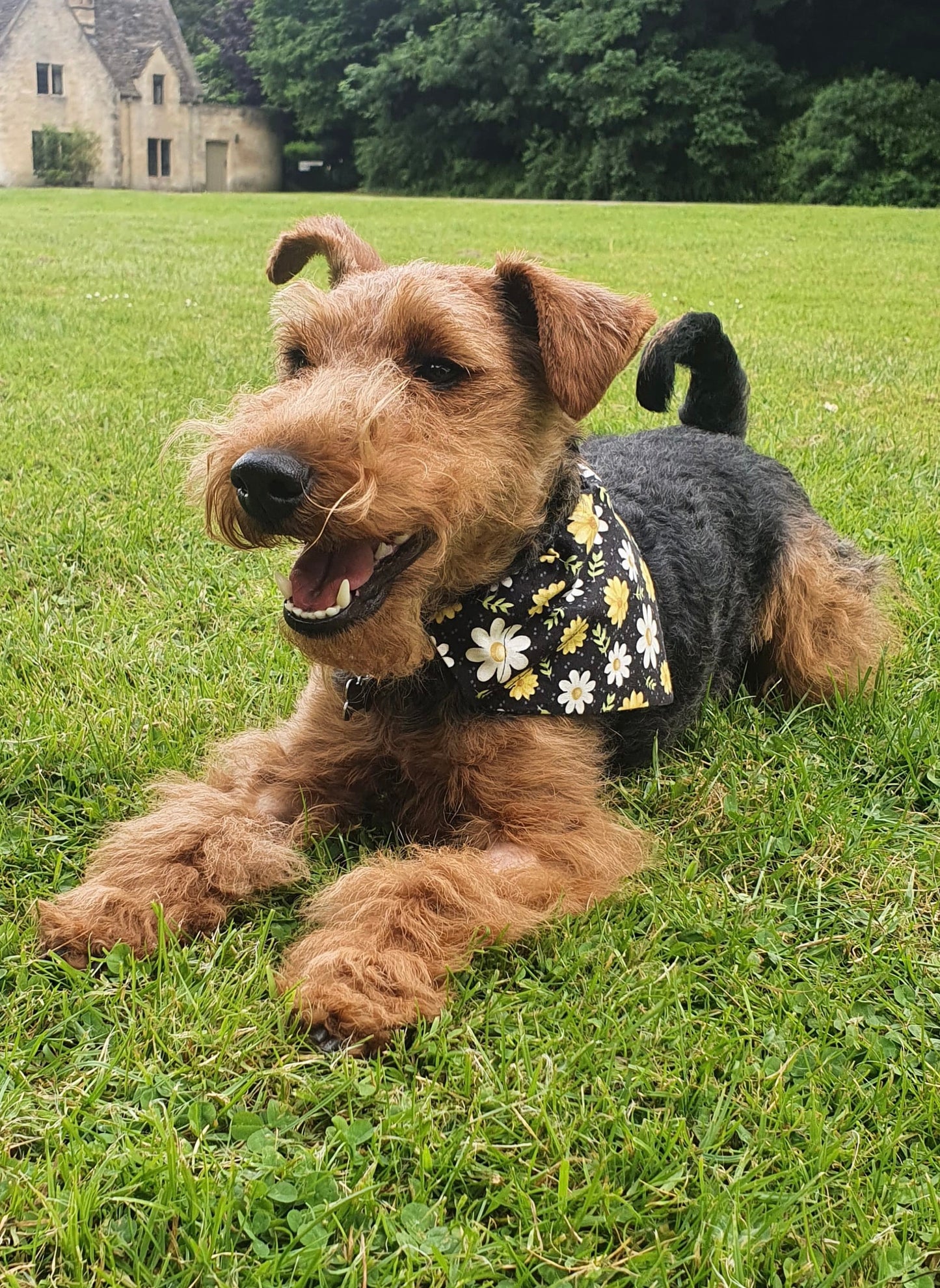 Sweet As Can Bee Floral Slide-on Dog Bandana