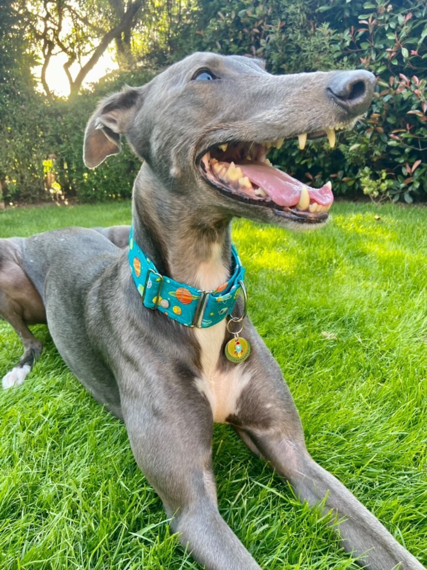 Bernard the Greyhound in his Cosmic Cooper martingale dog collar