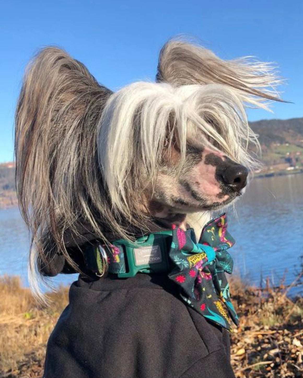 Champis Chinese Crested Dog in Jungle Fun Dog Collar and sailor bow
