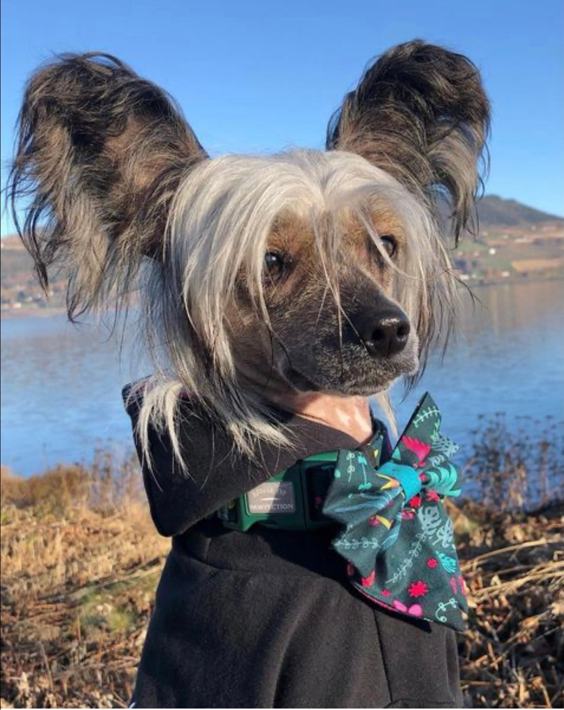 Cava the Chinese Crested Dog in Jungle Fun Dog Collar and sailor bow