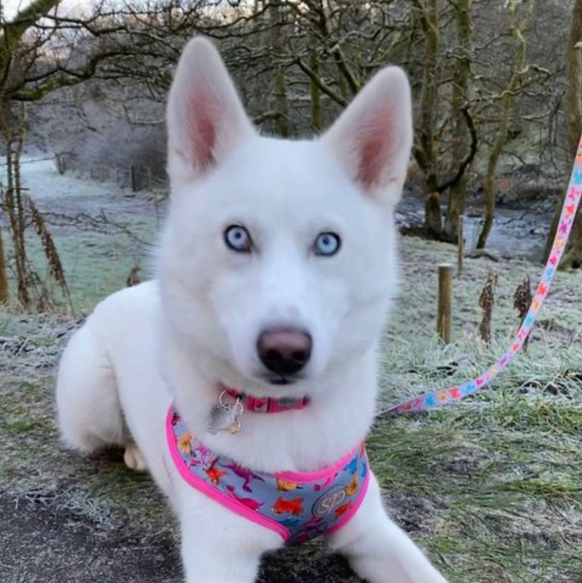 White Husky Luna on walkies wearing Roxi dog harness, collar and lead