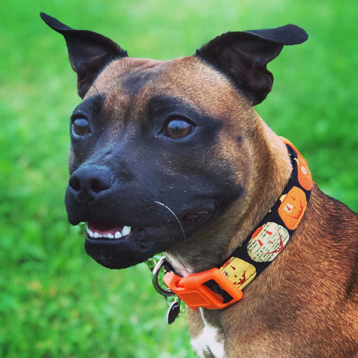 Pumpkin Party Dog Collar